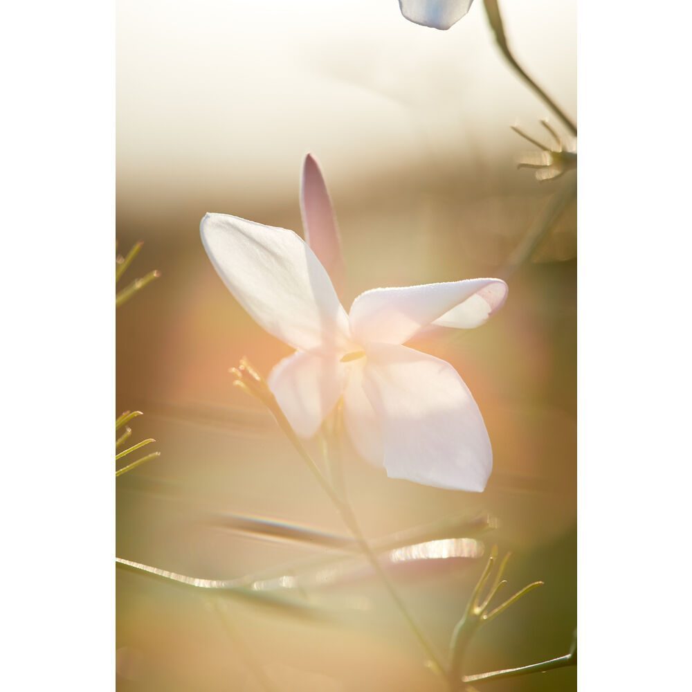 DIOR J'adore 50 ml